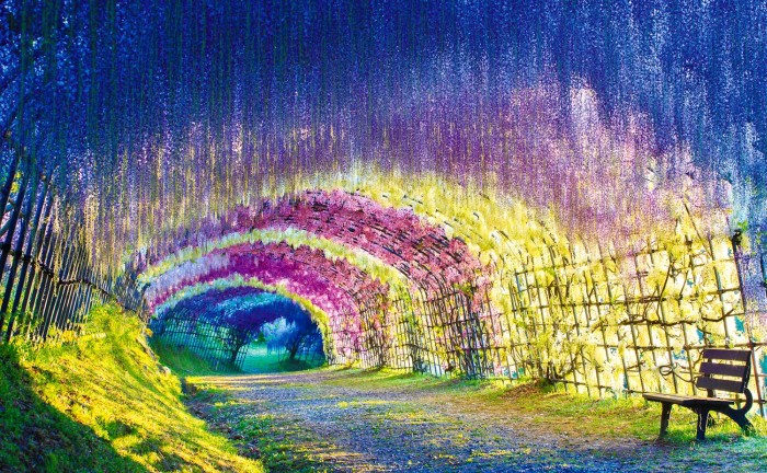 wisteria-tunnel-kawachi-gardens-japan-70