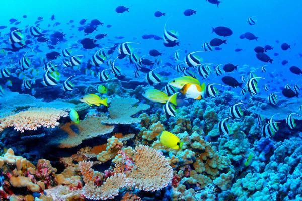 Great_Barrier_Reef_Biodiversity