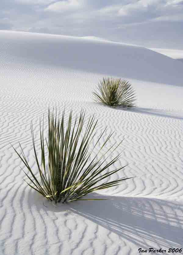 White Sands_Two Yuccas copy2