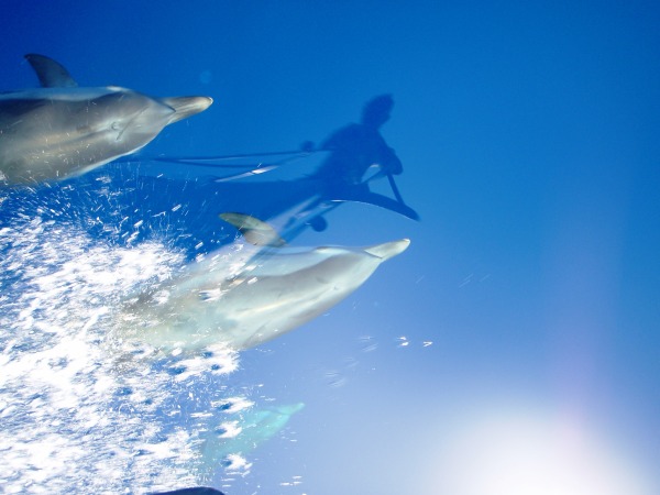 dolphins2008