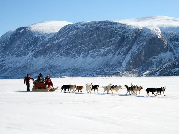 steger-sled-dogs_11088_600x450