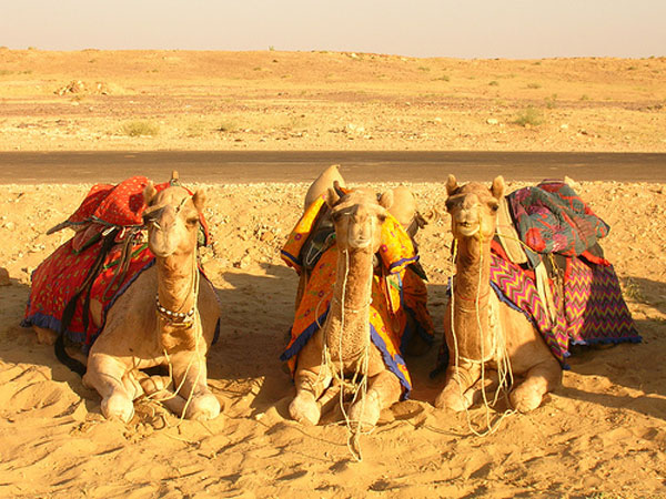 camel-safari-rajastan-india