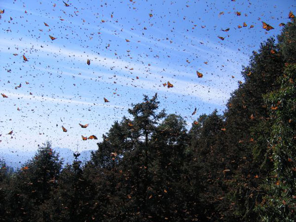 monarch-butterfly-migartion,-mexico