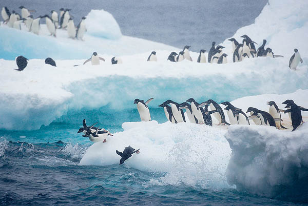 Adelie Penguins iceberg