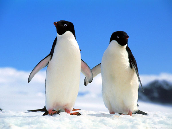 companions_adelie_penguins