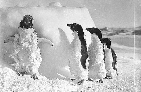 ice cased Adelie penguins