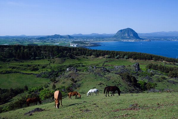 jeju view