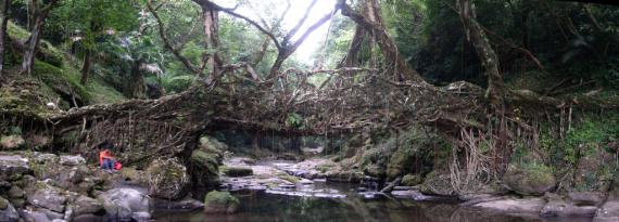 root-bridges-cherrapungee.2237.large_slideshow