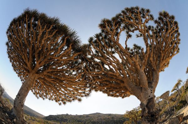 yemen trees