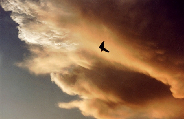 hang gliding