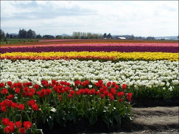 tulips Holland Tourism on the edgee03