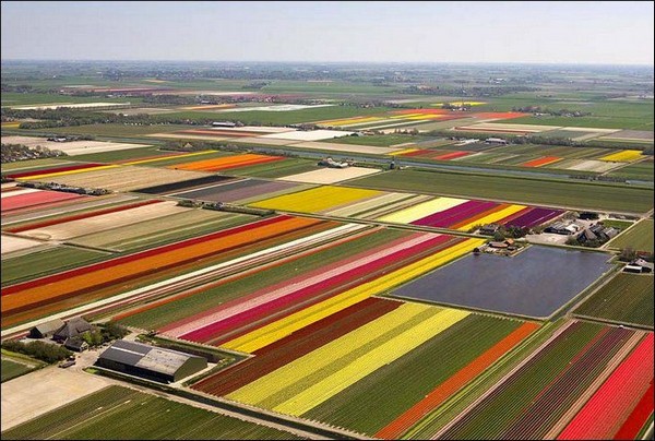 tulips Holland Tourism on the edgee20