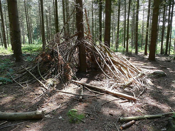 forest shelter