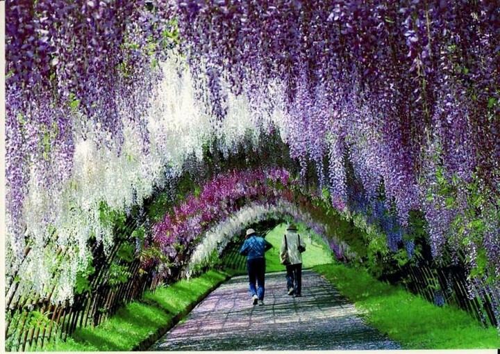 A Colorful Walk: Wisteria Tunnel at Kawachi Fuji Gardens 