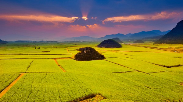 Canola Flower Fields China travel