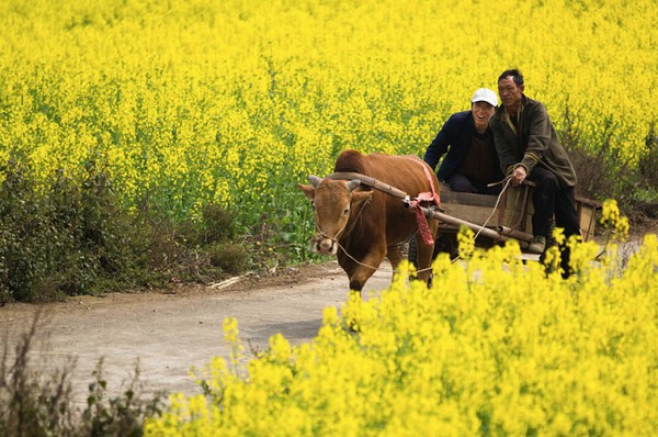 Golden Sea of Canola Flowers in Luoping, China