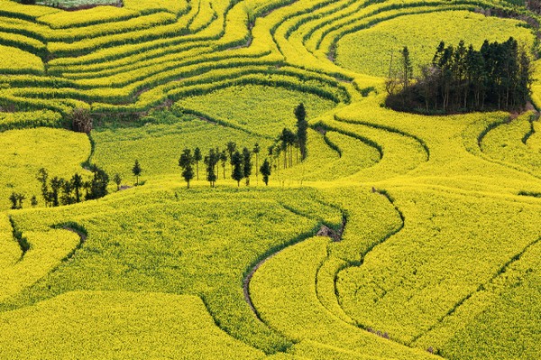 Canola Flower