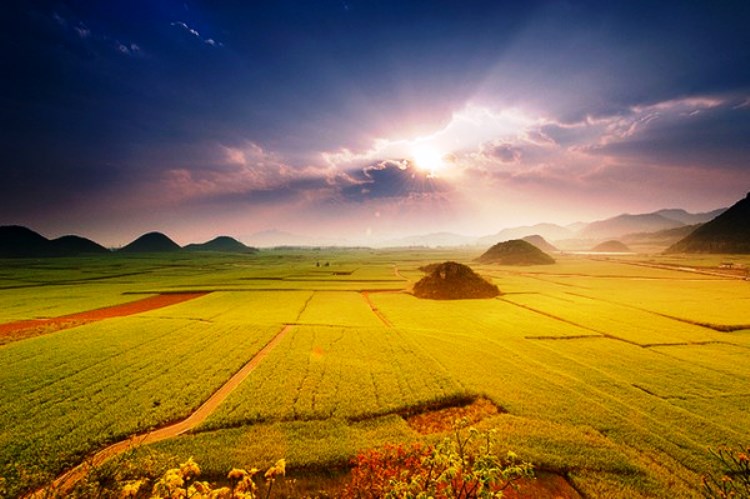 amazing-Canola-Flower-Fields-China