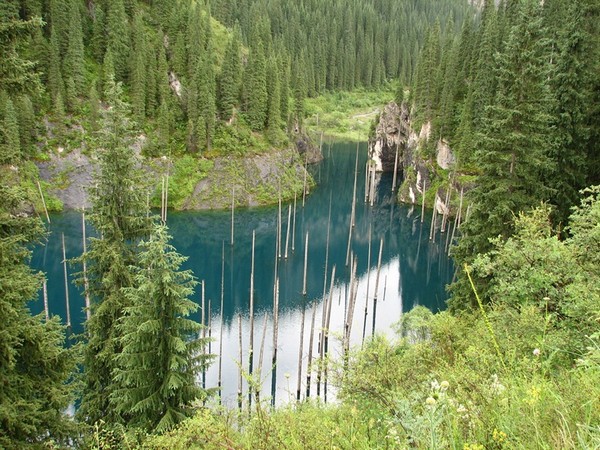 incredible sunken forest (1)