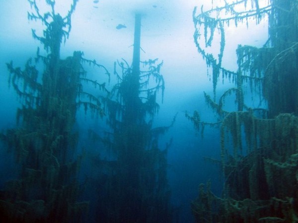 underwater forest lake-kaindy