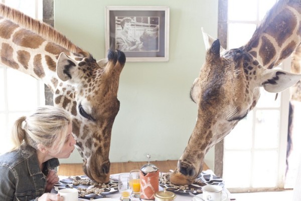 Giraffe Manor hotel giraffes dining