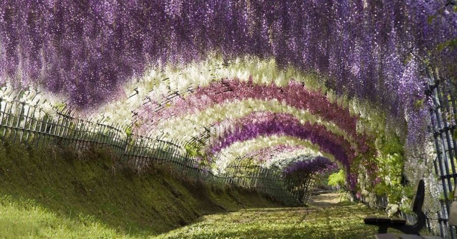 wisteria tunnel