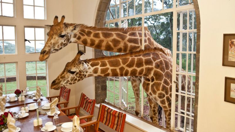 giraffe-manor-hotel-kenya-africa-accommodations-safari-africa-dining