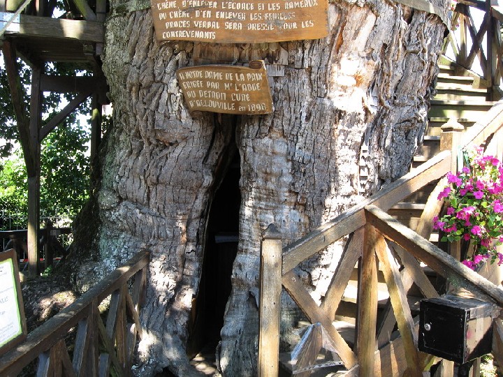 Chapel oak tree, Allouville