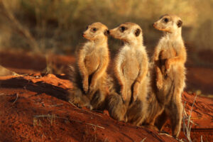 Meerkat_(Suricata_suricatta)_Tswalu