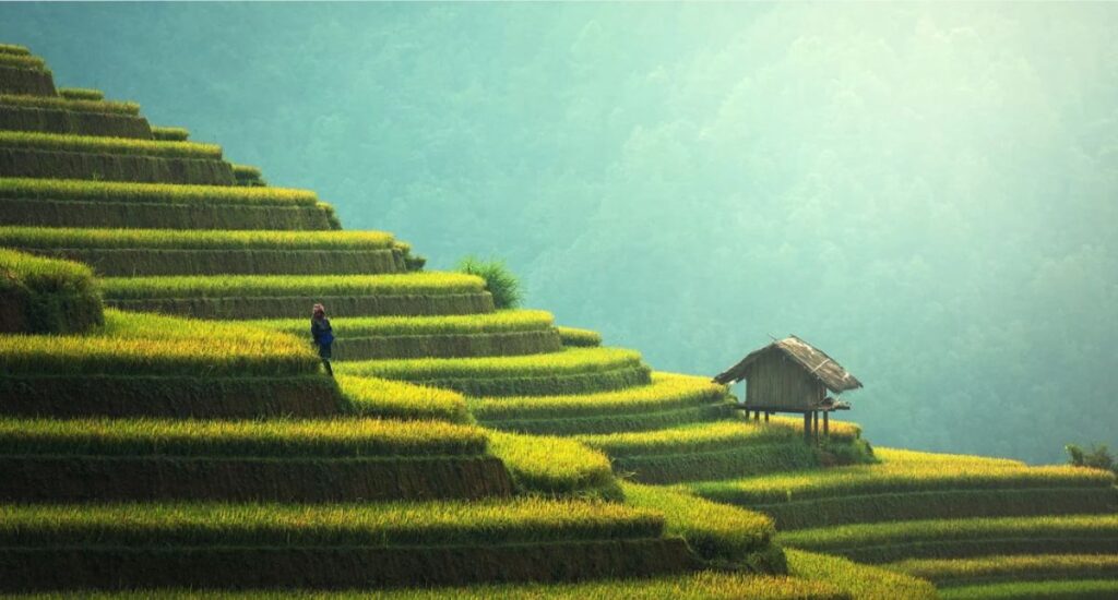 Myanmar rice fields