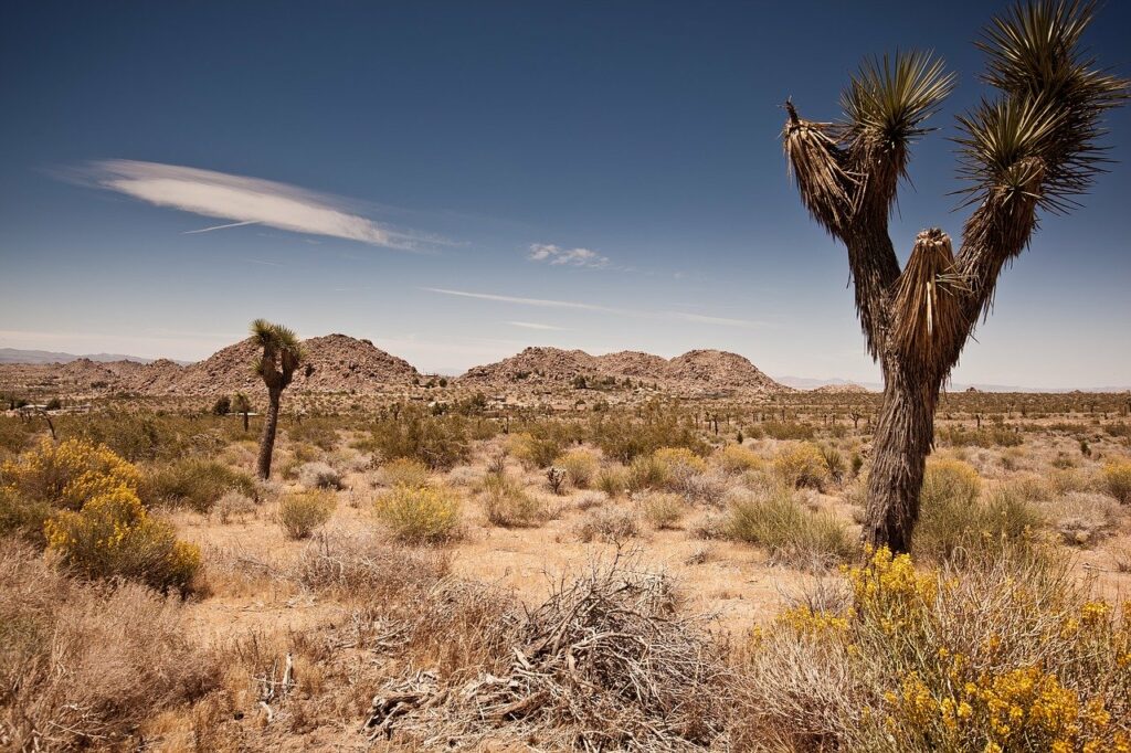 Joshua Tree National Park, image by Mario Schmidt 