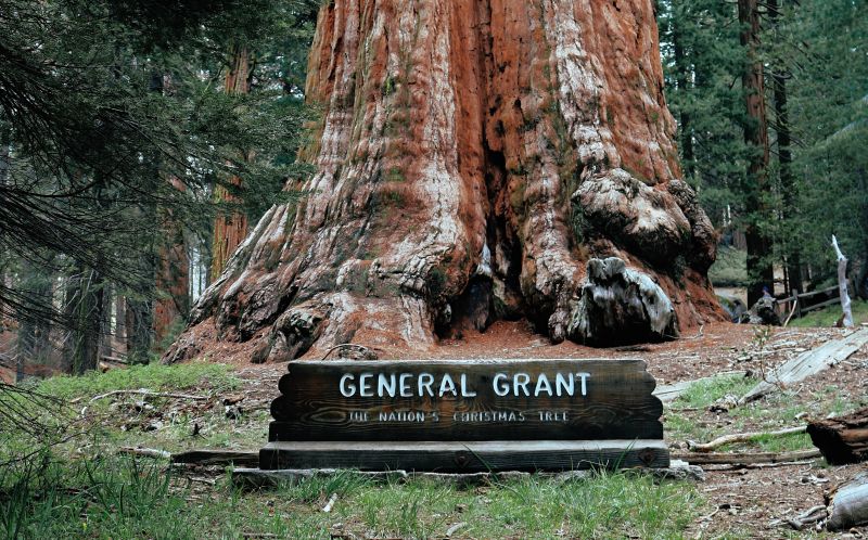 general-Grant-squoia-national-park-usa