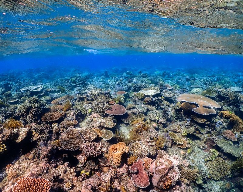 snorkeling in the Great Barrier Reef Australia