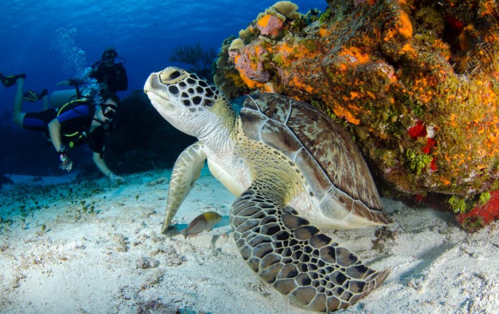 ocean turtle skydiving