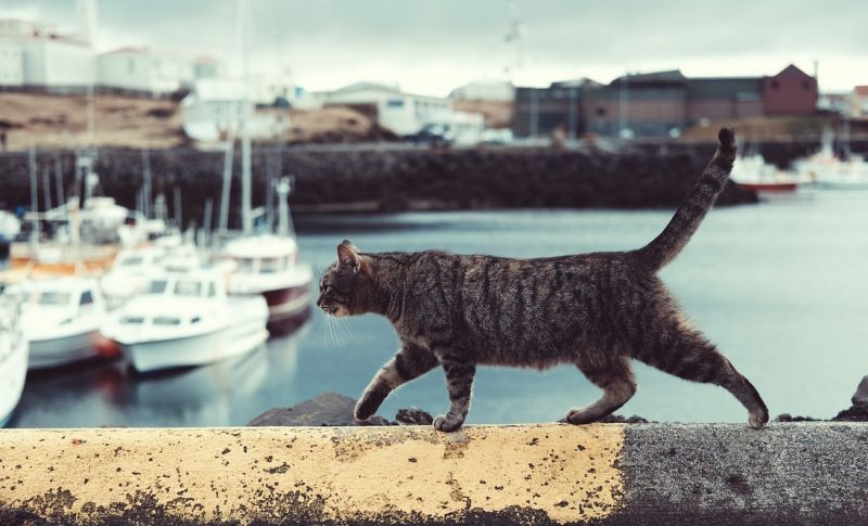 cat yachts