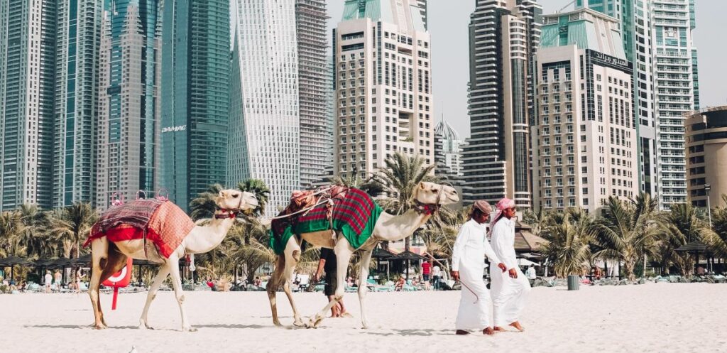 Dubai camel