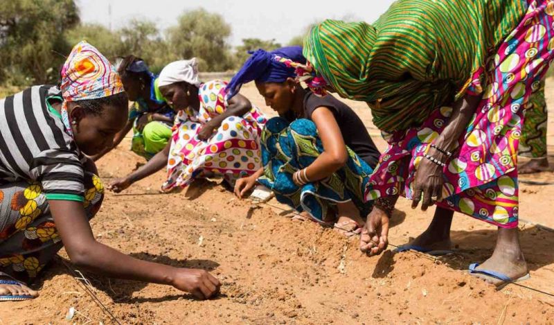 African-Women-Planting-Seeds-Great-Green-Wall-of-Africa
