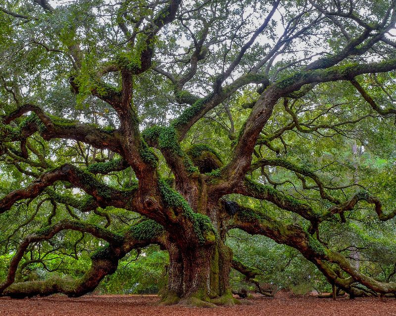 Angel Oak, South Carolina