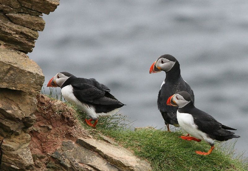 puffin-Iceland