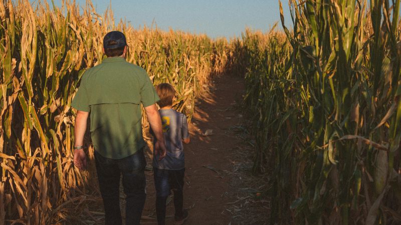 corn maze
